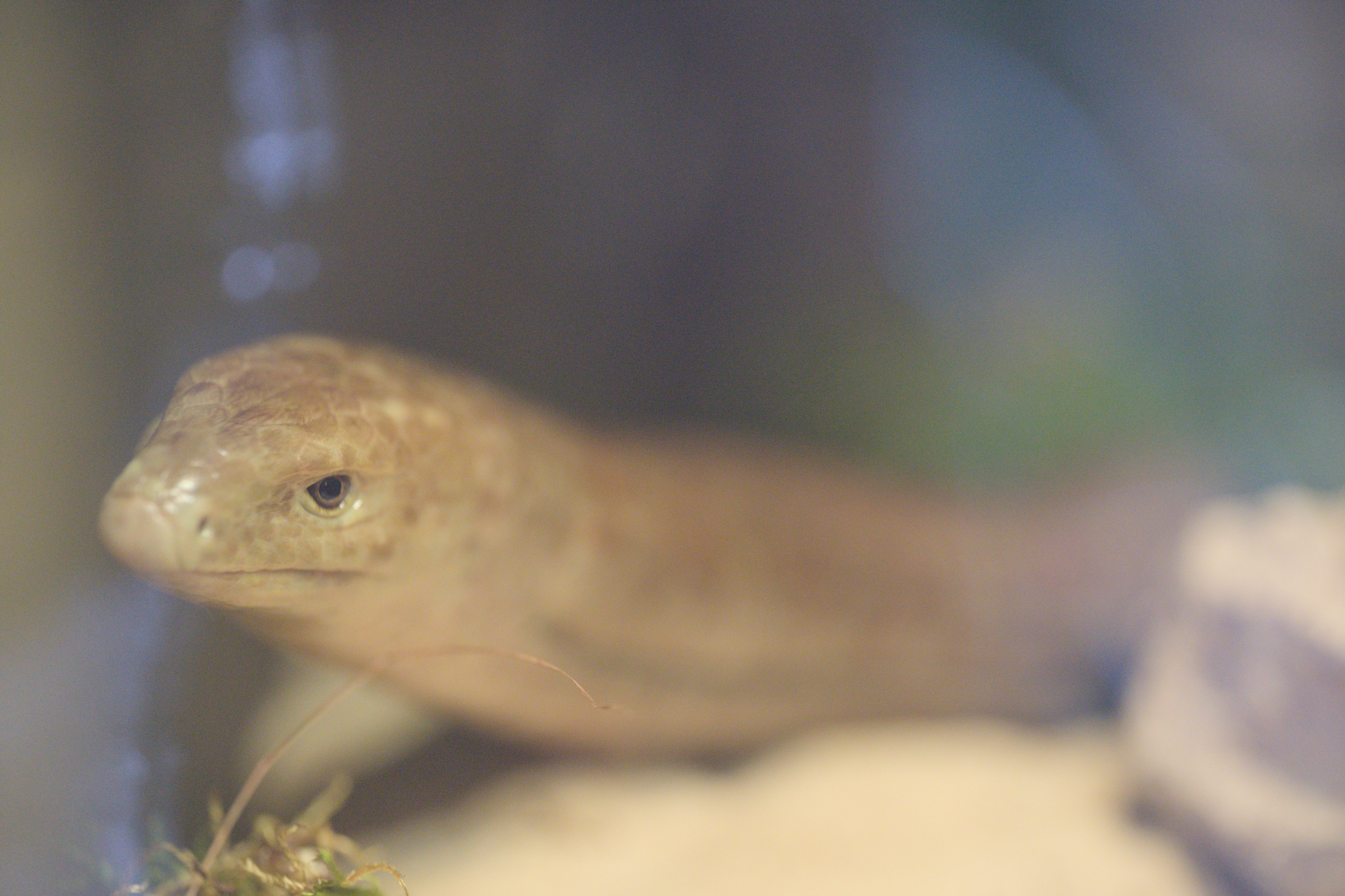 2025/10/12 - zoo/DSC_0186.jpg